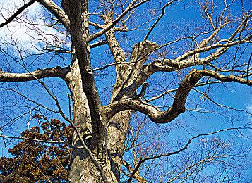 《刀剑神域：异绊集结》发售预告 Steam版明日解锁